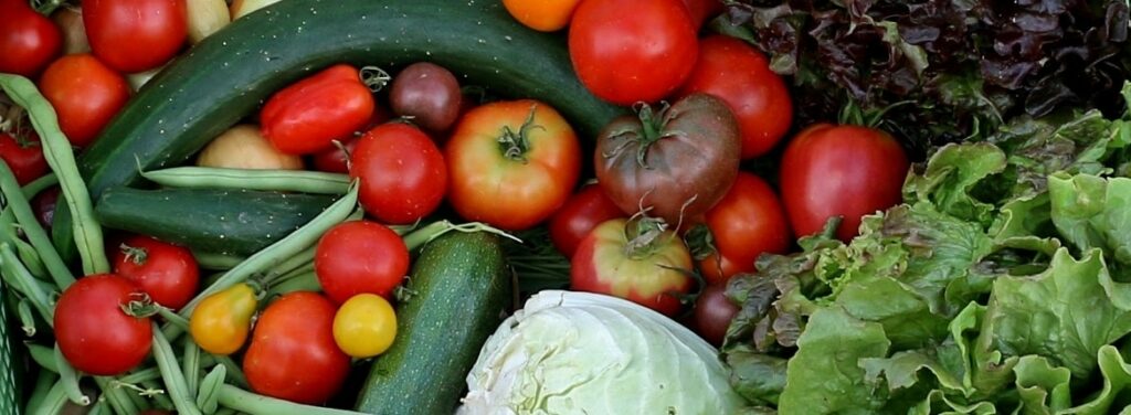 Ernteanteil der solidarische Landwirtschaft Lenzwald mit saisonalem Gemüse im Sommer